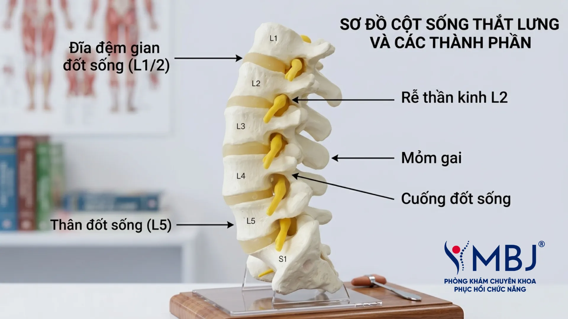 Sơ đồ mô tả cột sống thắt lưng