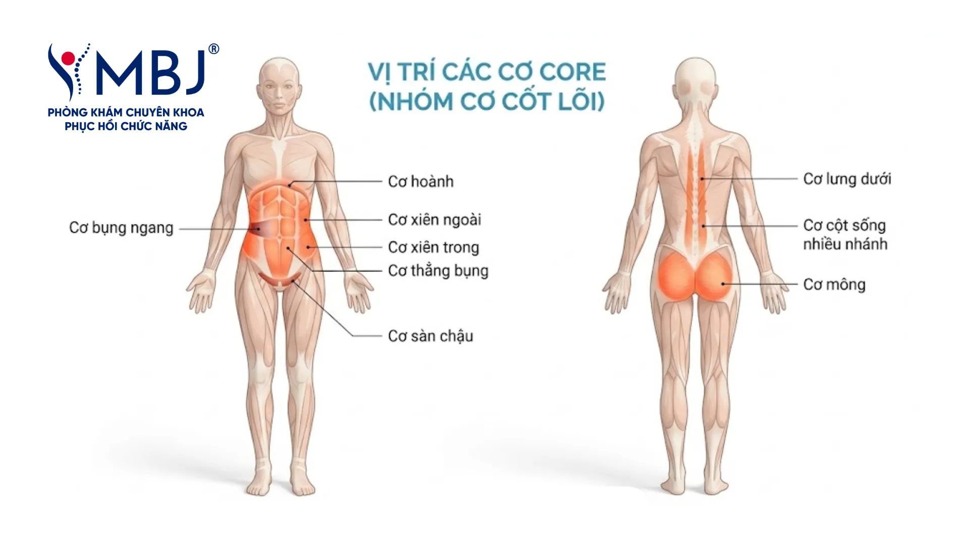 Tăng sức mạnh cơ core giúp bảo vệ cột sống