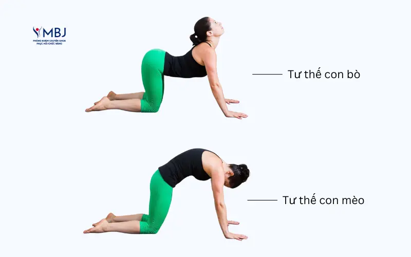 Bài tập chữa thoát vị đĩa đệm lưng: tư thế con mèo - con bò