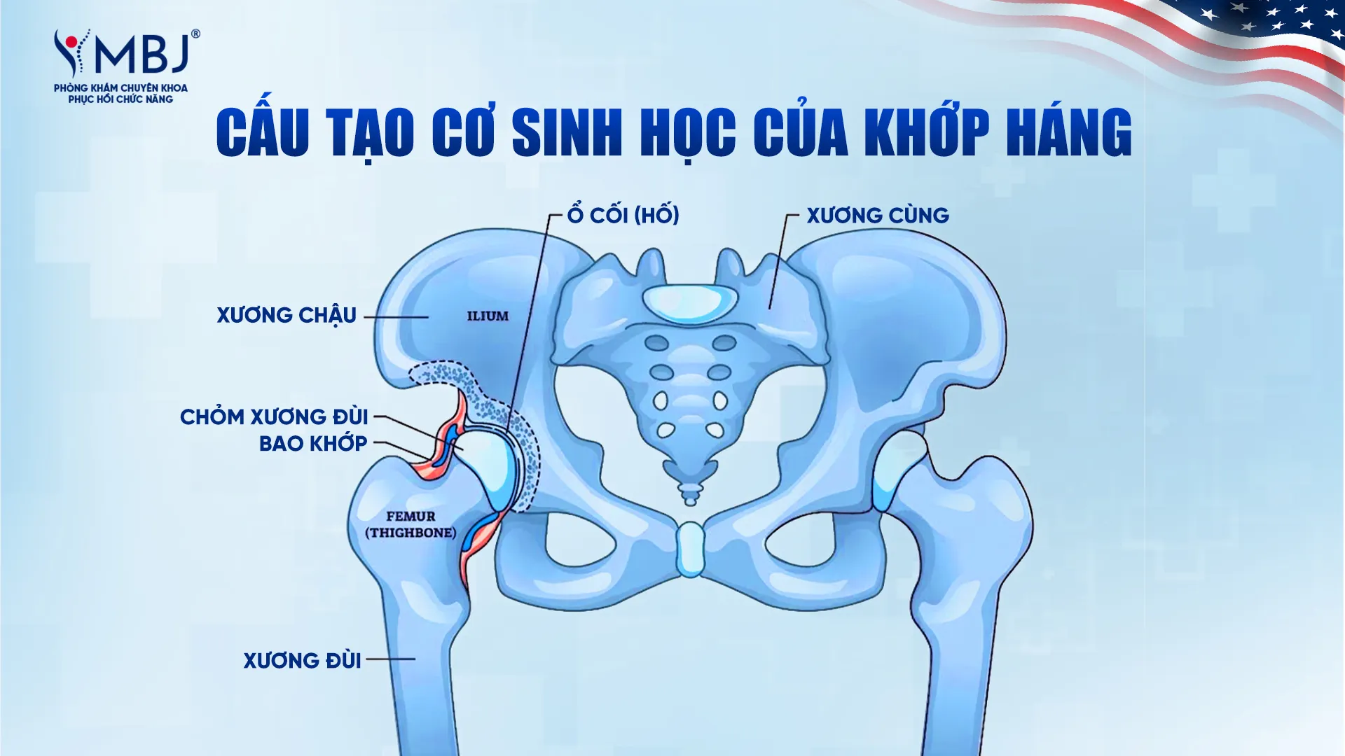 Cấu tạo cơ sinh học của khớp háng