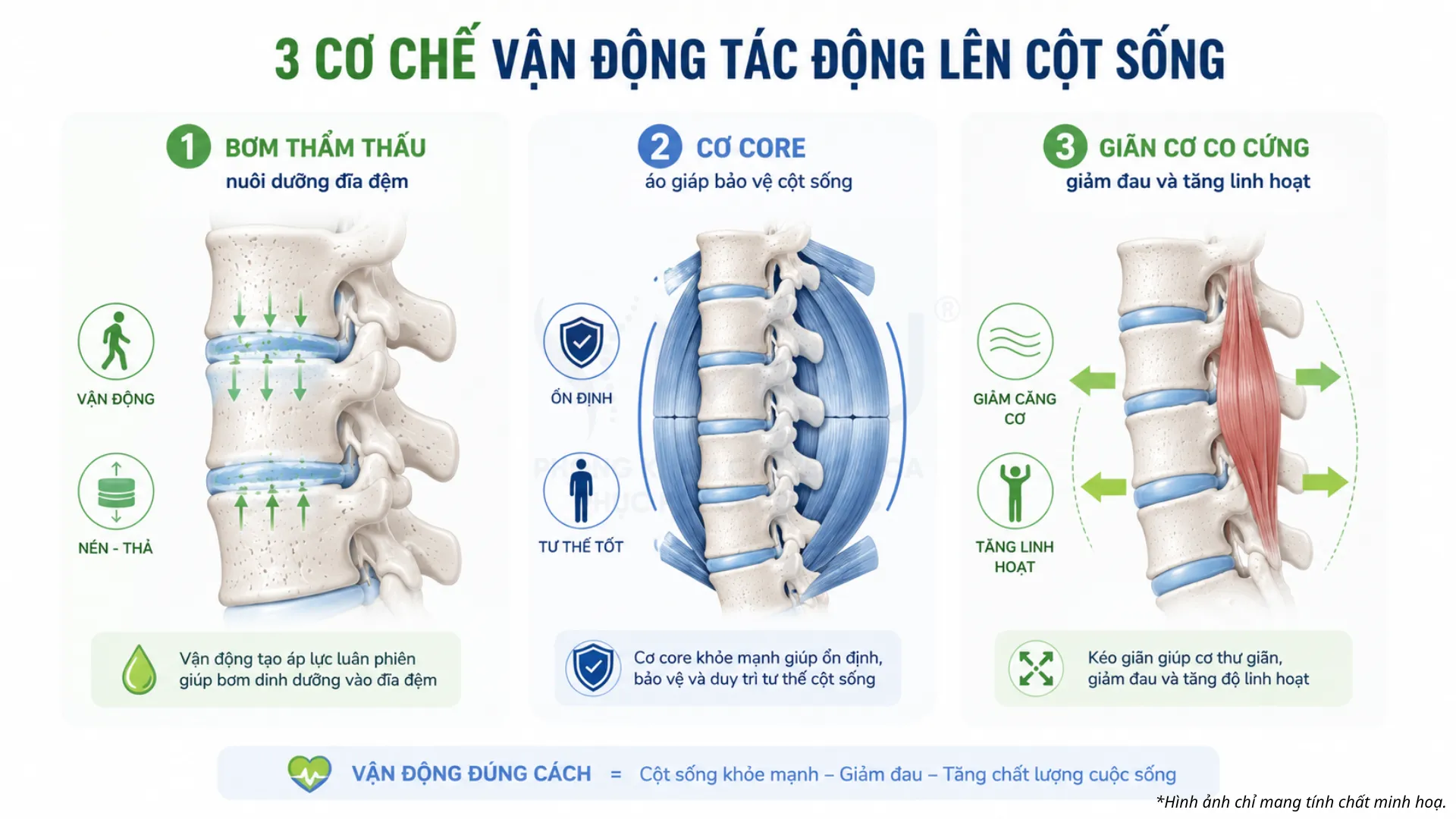 Ba cơ chế vận động hỗ trợ phục hồi cột sống thoái hóa: bơm dưỡng chất vào đĩa đệm, tăng cường cơ core và giảm co cứng cơ lưng