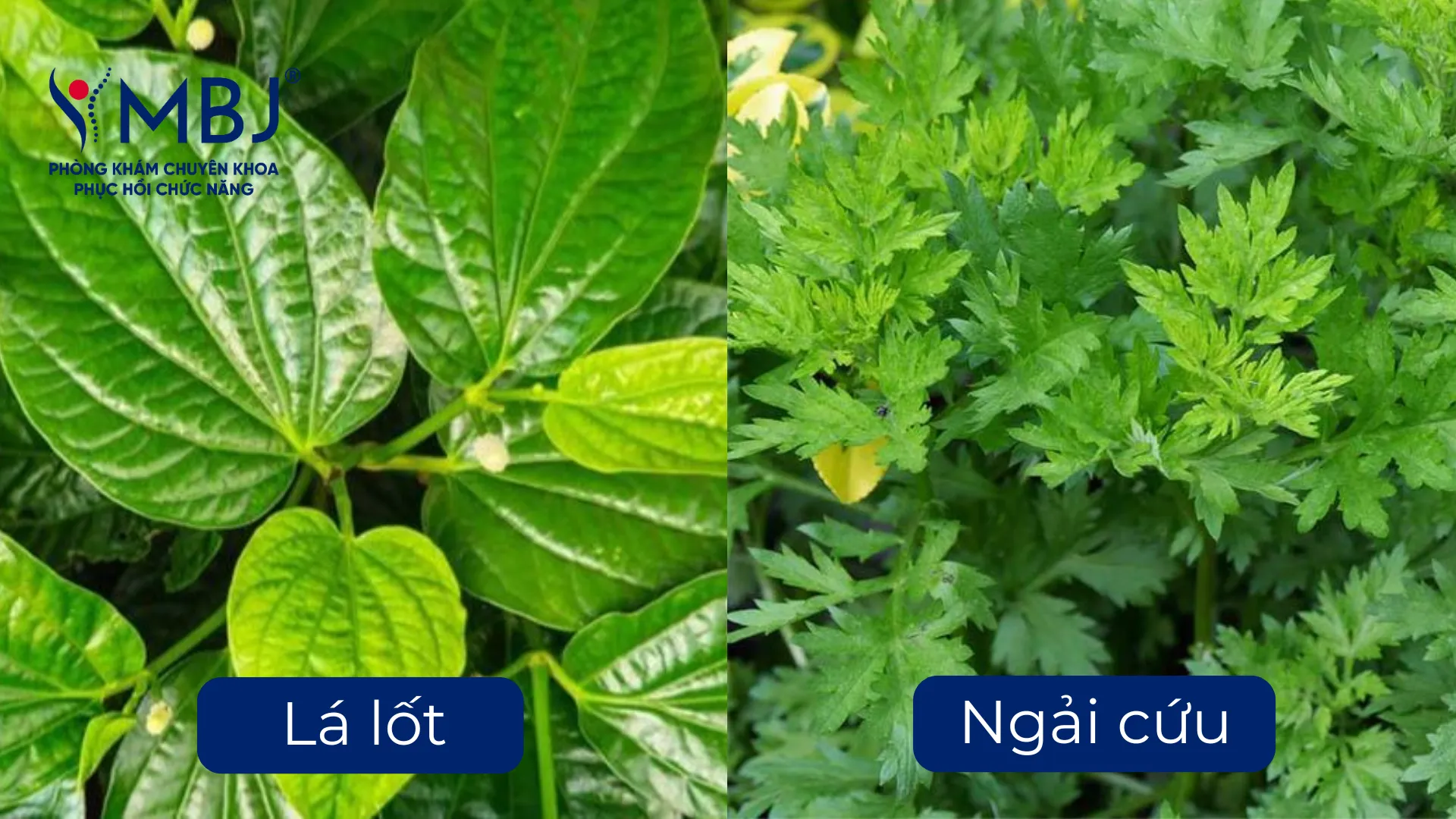 Các loại thảo dược dân gian chữa thoát vị đĩa đệm gồm lá lốt, ngải cứu và đinh lăng trên nền vải thô tự nhiên
