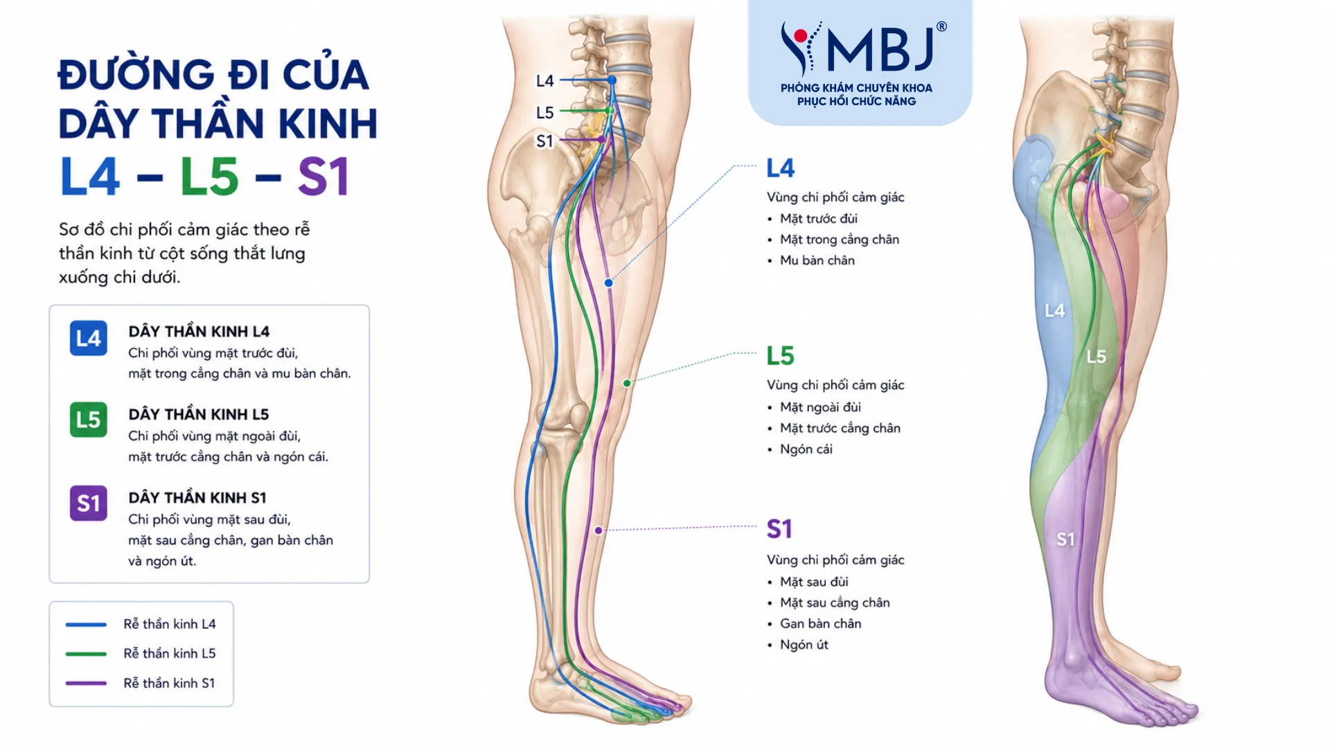 Sơ đồ đường đi rễ thần kinh L4 L5 S1 từ cột sống xuống bàn chân