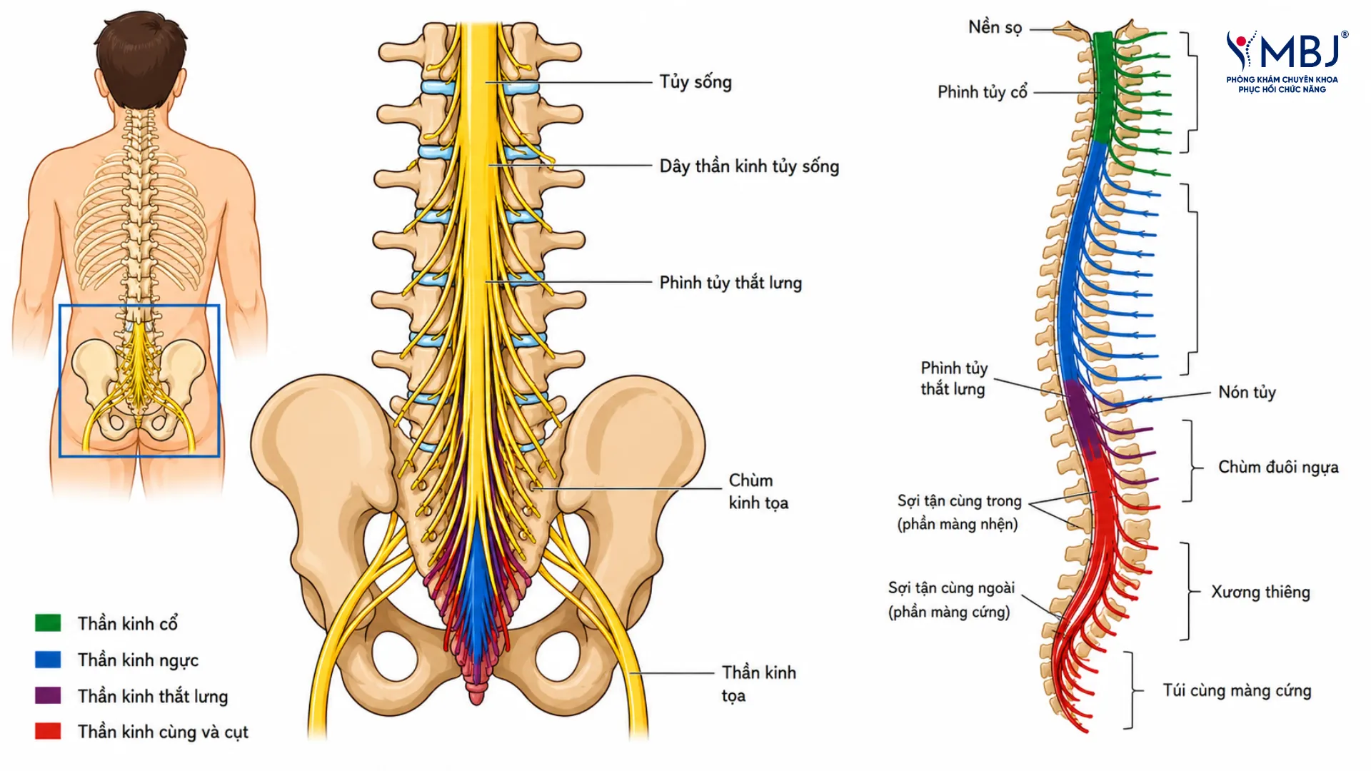 Giải phẫu chùm đuôi ngựa ở cuối tủy sống vùng thắt lưng